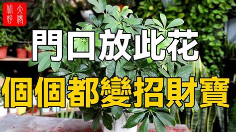 門前種什麼好|門前招財花推薦